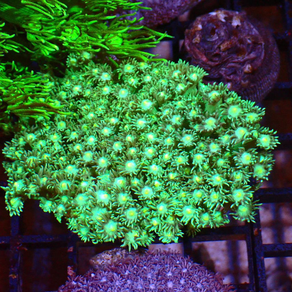 Goniopora AA024 | Goniopora sp. - Red Sea 15K