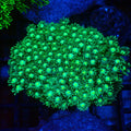 Goniopora AA024 | Goniopora sp. - Red Sea 20K LED