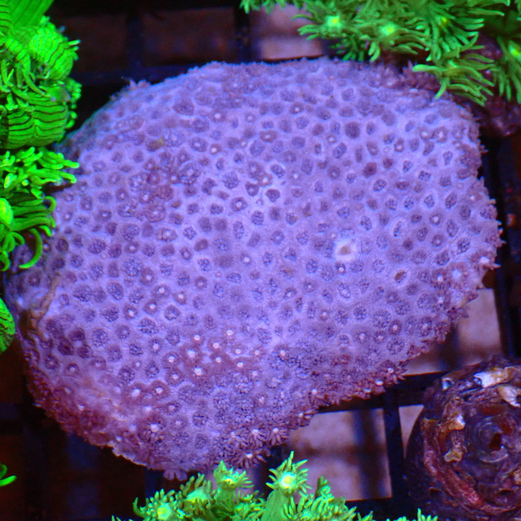 Goniopora AA025 | Goniopora sp. - Red Sea 15K