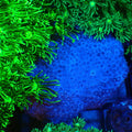 Goniopora AA025 | Goniopora sp. - Red Sea 20K LED