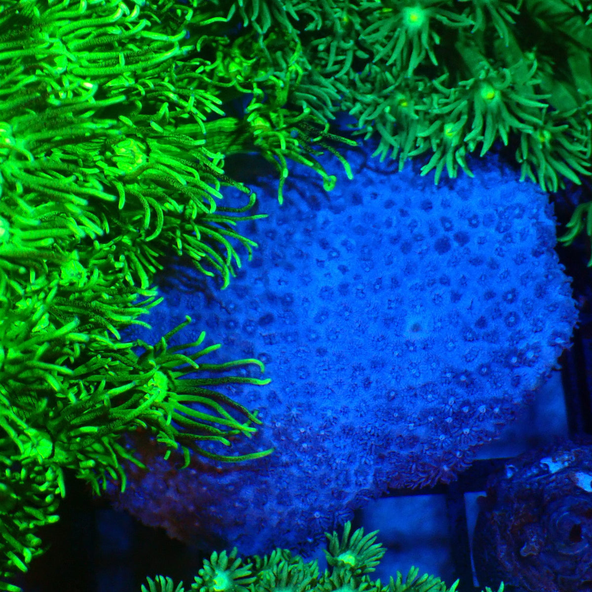 Goniopora AA025 | Goniopora sp. at Red Sea 20k →