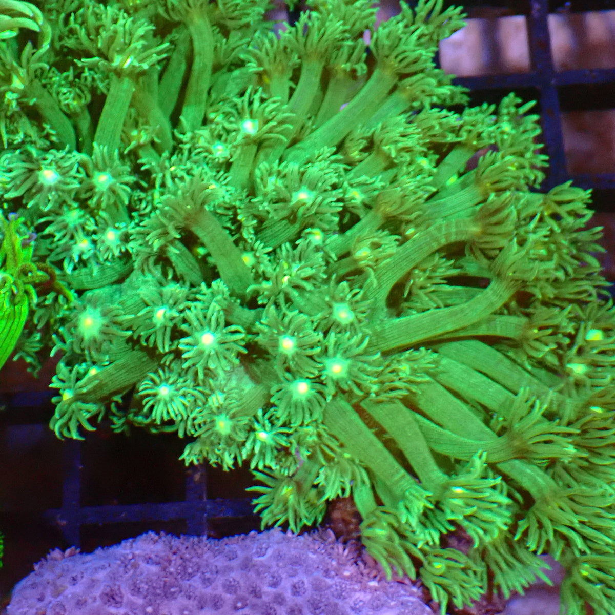 Goniopora AA026 | Goniopora sp. at ← Red Sea 15k