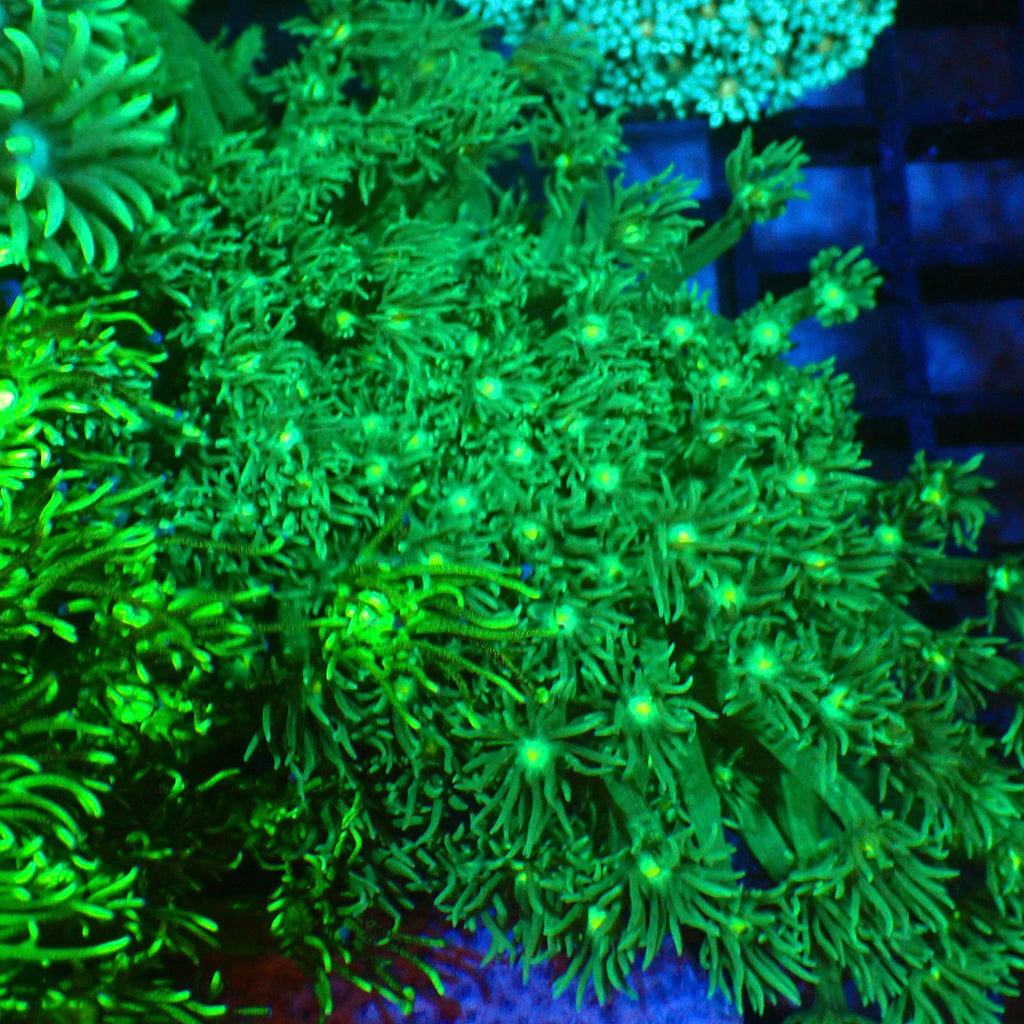 Goniopora AA026 | Goniopora sp. - Red Sea 20K LED