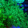 Goniopora AA026 | Goniopora sp. - Red Sea 20K LED