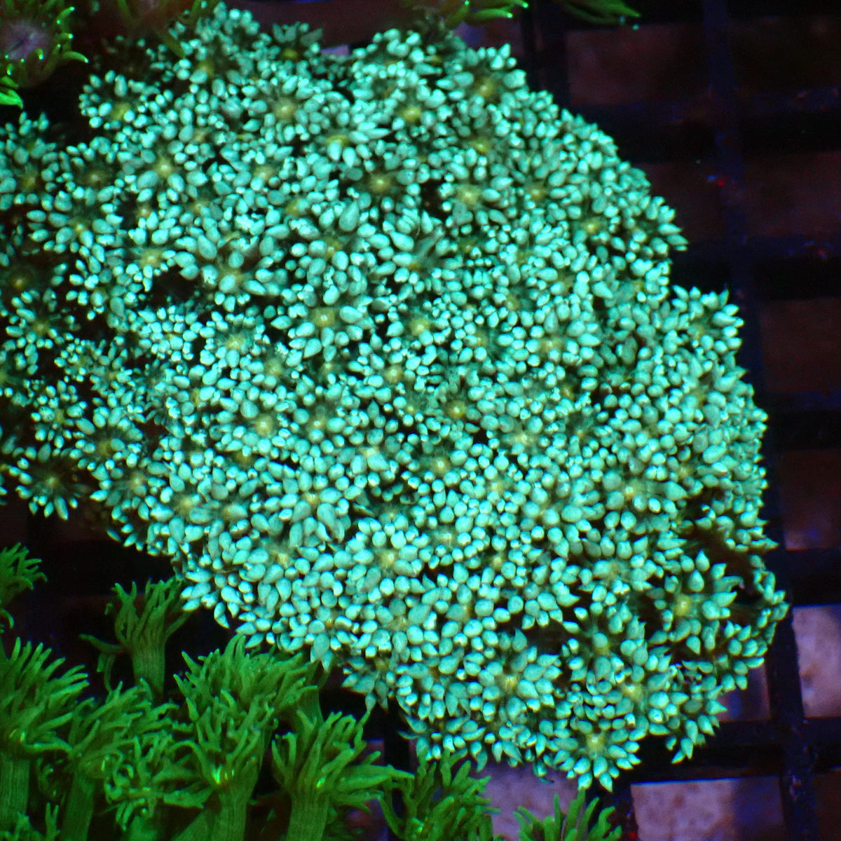 Goniopora AA027 | Goniopora sp. at ← Red Sea 15k
