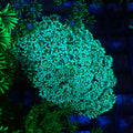 Goniopora AA027 | Goniopora sp. - Red Sea 20K LED