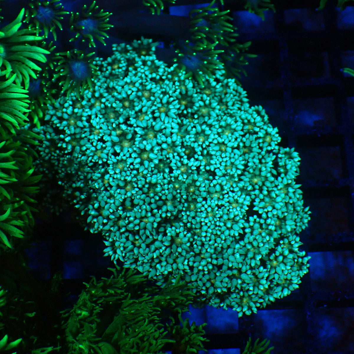 Goniopora AA027 | Goniopora sp. - Red Sea 20K LED