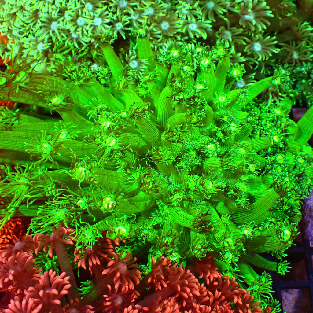 Goniopora AA028 | Goniopora sp. - Red Sea 15K