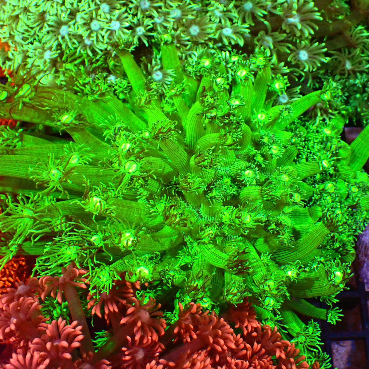 Goniopora AA028 | Goniopora sp. - Red Sea 15K