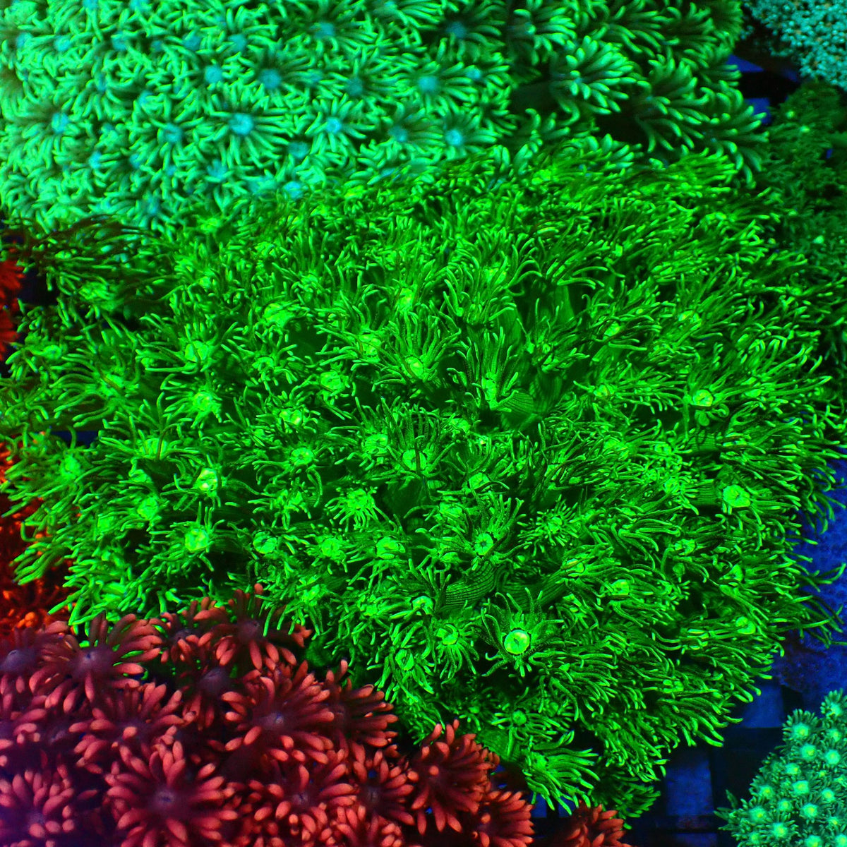 Goniopora AA028 | Goniopora sp. at Red Sea 20k →