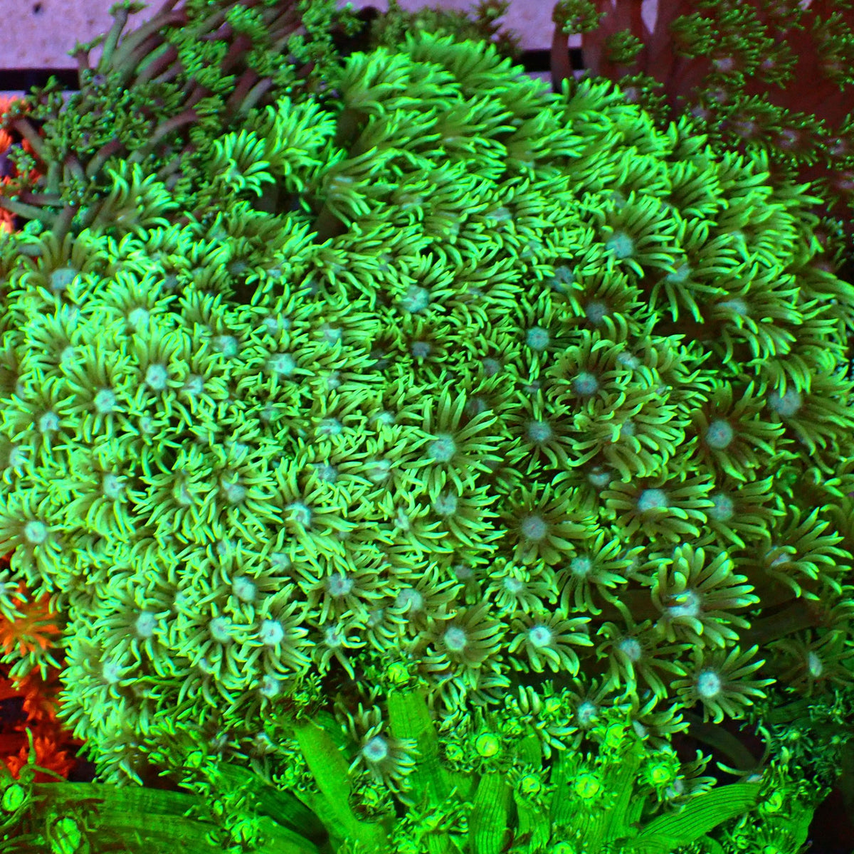 Goniopora AA029 | Goniopora sp. at ← Red Sea 15k