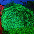 Goniopora AA029 | Goniopora sp. - Red Sea 20K LED