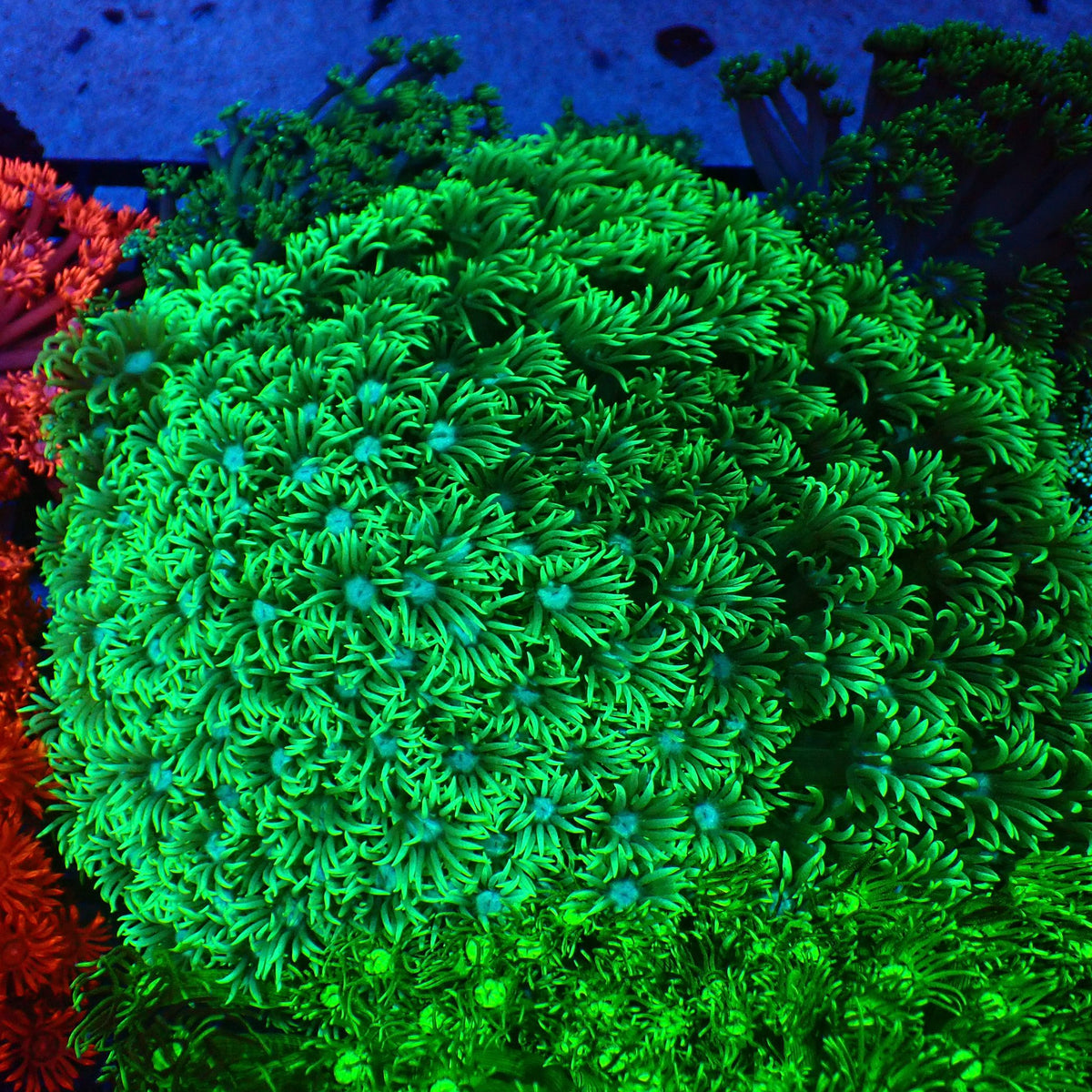 Goniopora AA029 | Goniopora sp. at Red Sea 20k →