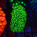 Goniopora AA030 | Goniopora sp. - Red Sea 20K LED