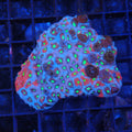 Goniastrea (War Coral) AA001 | Goniastrea palauensis