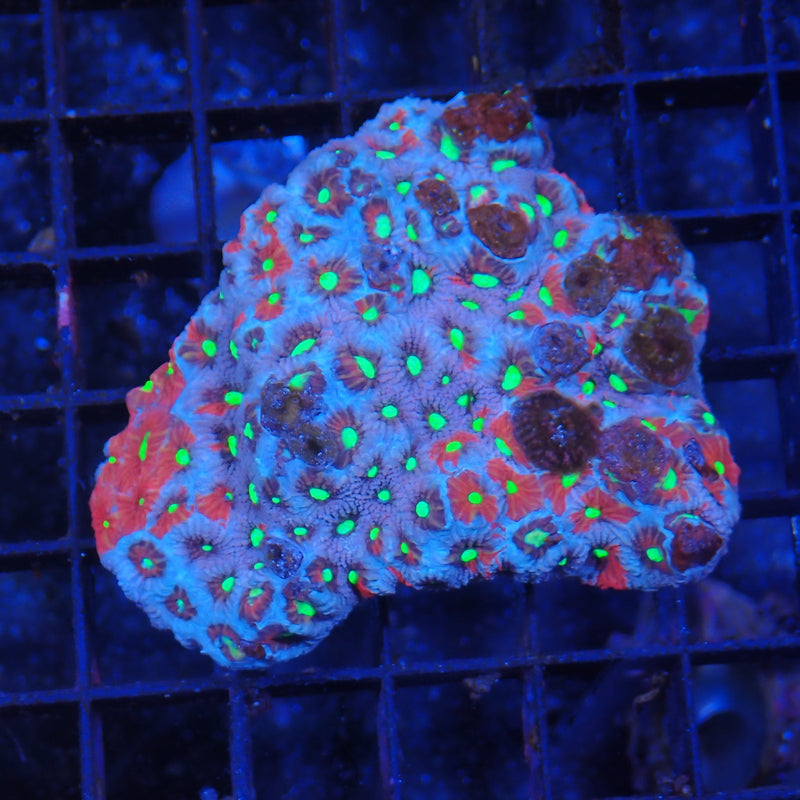 Goniastrea (War Coral) AA1 | Goniastrea palauensis