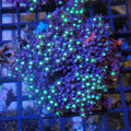 Green Star Polyp AA001 (Rock) | Briareum sp.