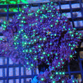 Green Star Polyp AA002 (Rock) | Briareum sp.