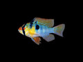 German Blue Ram