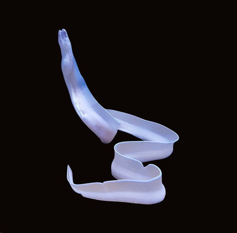 Ghost Ribbon Eel | Rhinomuraena quaesita