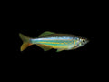 Giant Danio