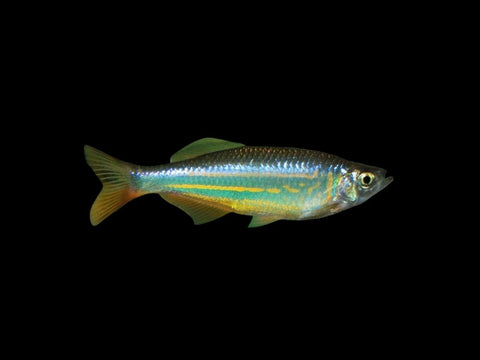 Giant Danio