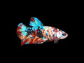 Giant Plakat Male