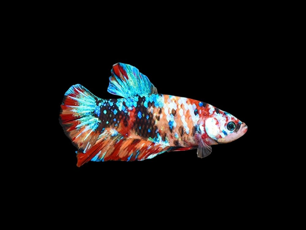 Giant Plakat Male