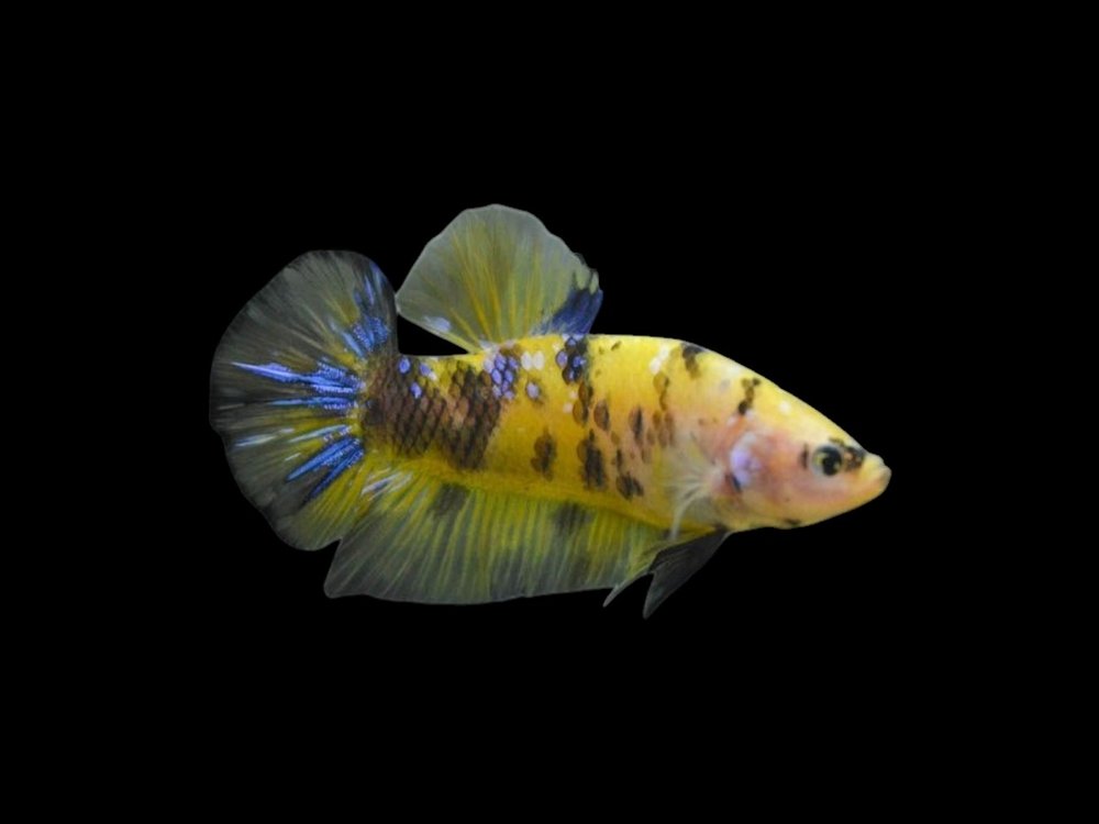 Giant Yellow Tiger Plakat Male