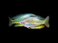 Gin Gin Rainbowfish