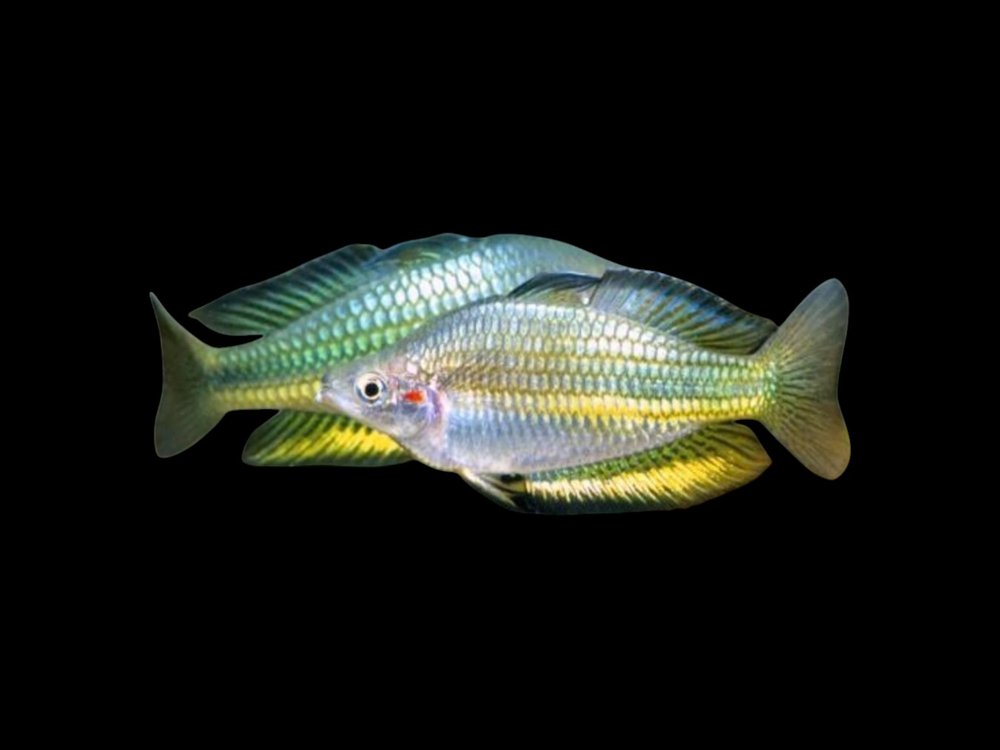 Gin Gin Rainbowfish