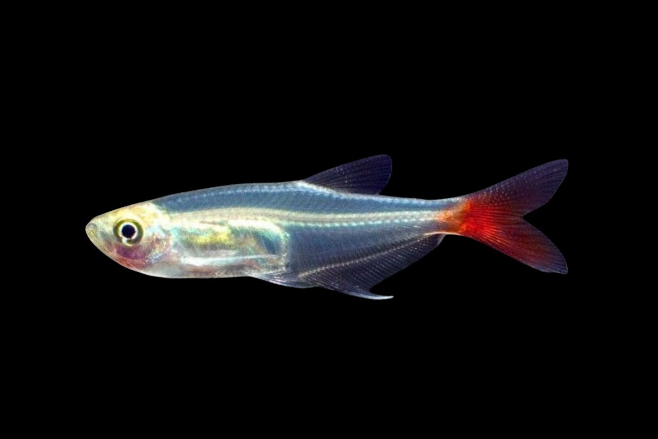 Glass Bloodfin Tetra