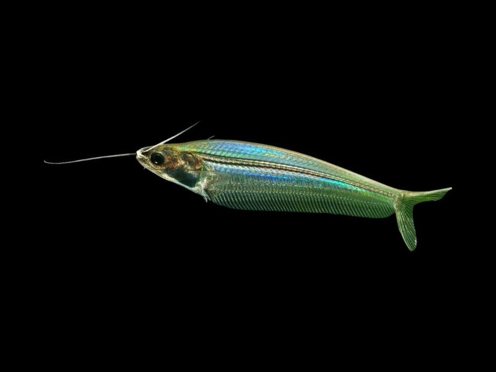Glass Catfish