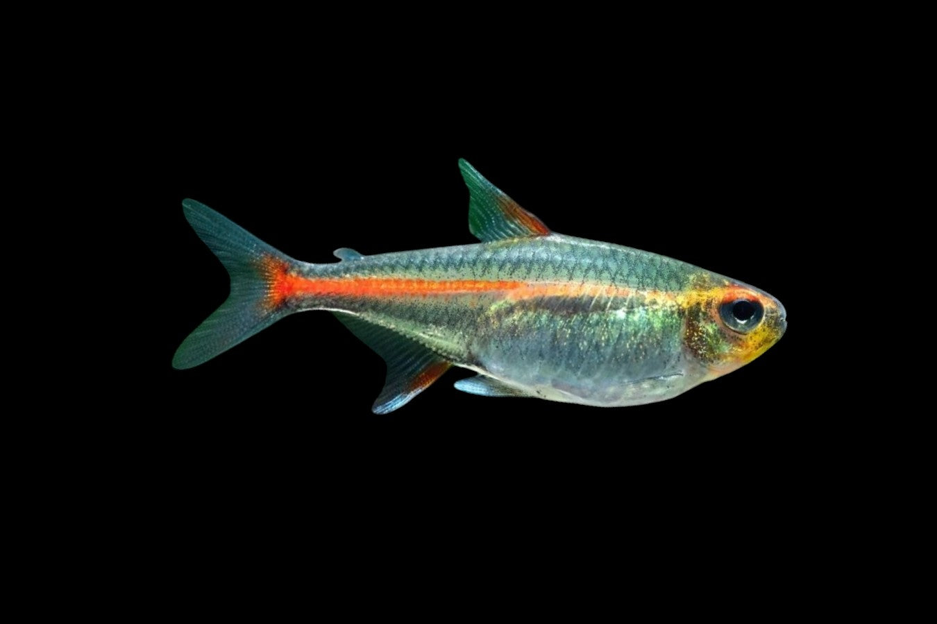 Glowlight Tetra