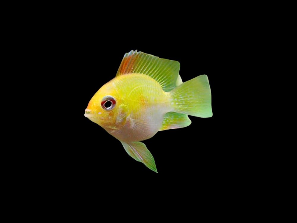 Gold Balloon Ram