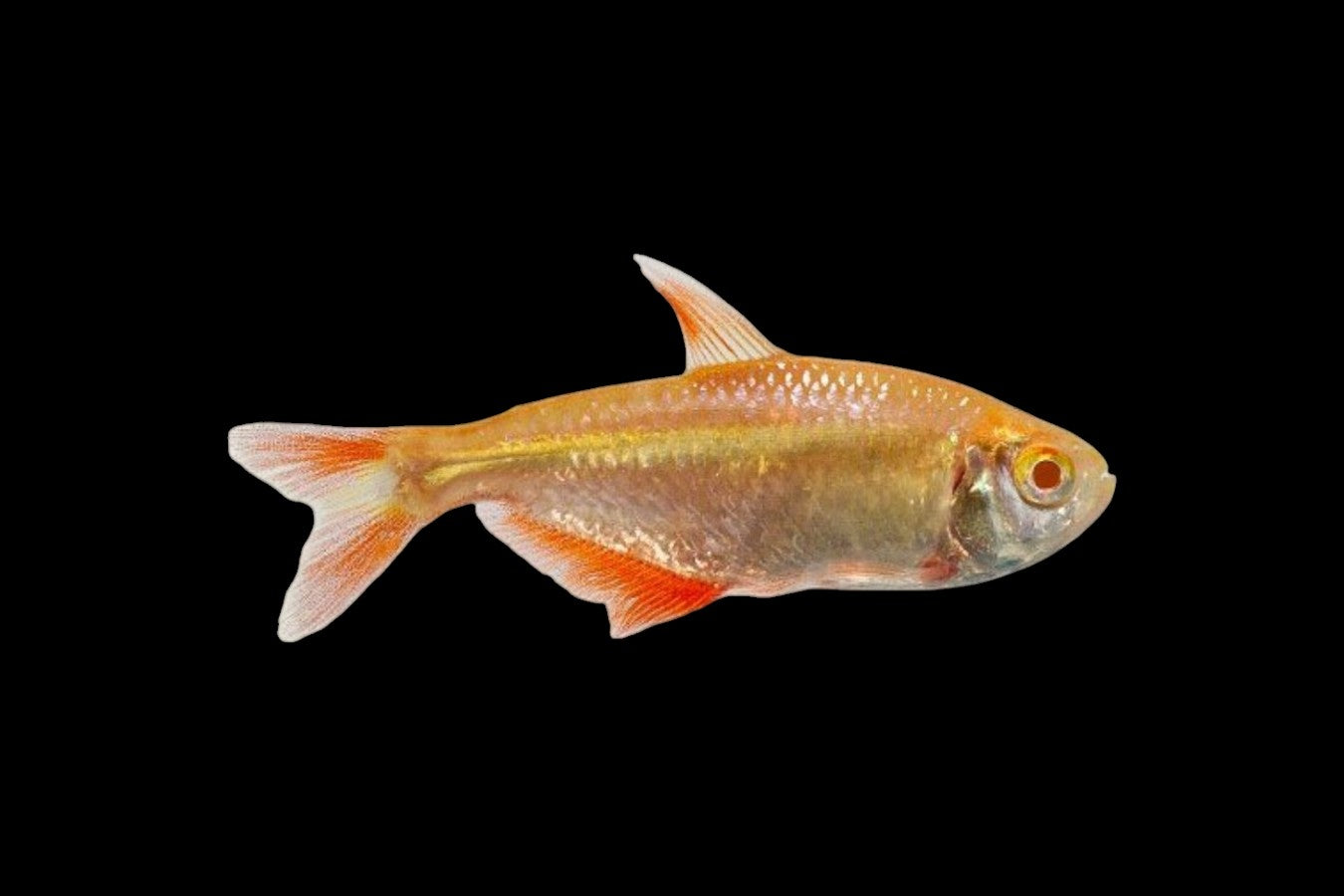 Gold Buenos Aires Tetra