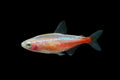 Golden Cardinal Tetra