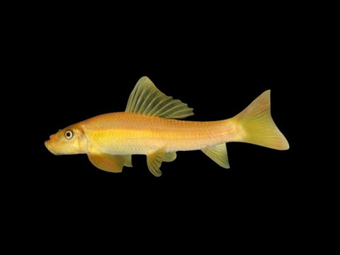 Gold Chinese Algae Eater