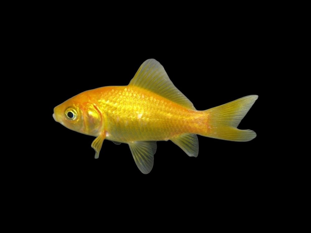 Gold Comet Goldfish