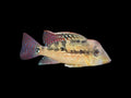 Gold Dust Geophagus
