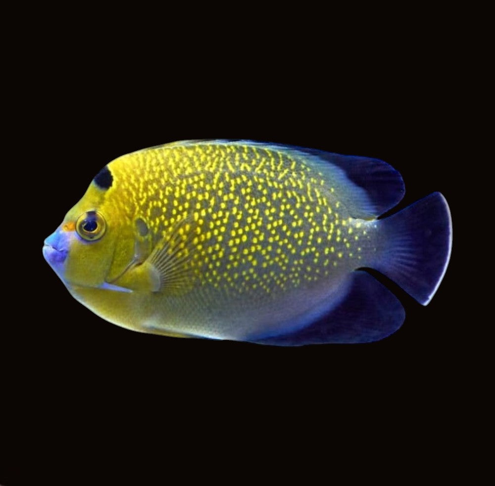 Indian Yellowtail Angelfish | Apolemichthys xanthurus