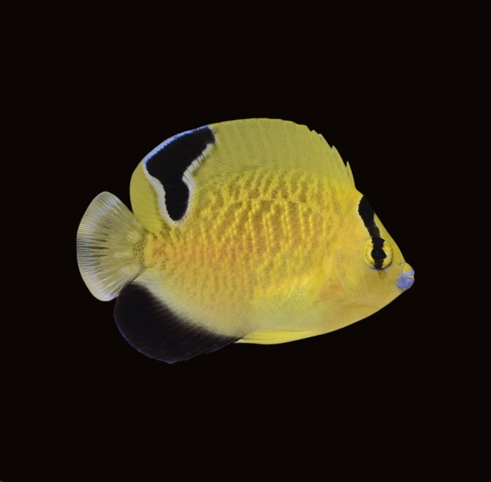 Indian Yellowtail Angelfish | Apolemichthys xanthurus