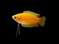 Gold Honey Gourami