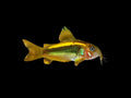 Gold Laser Corydoras