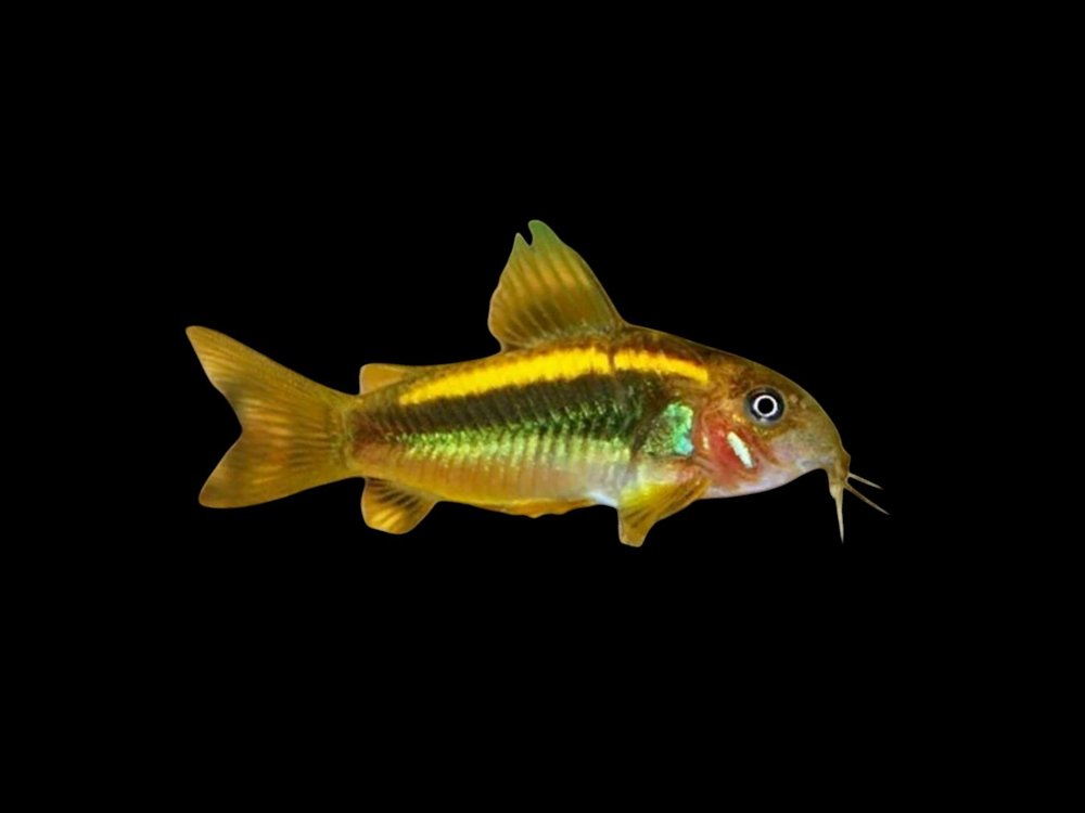 Gold Laser Corydoras