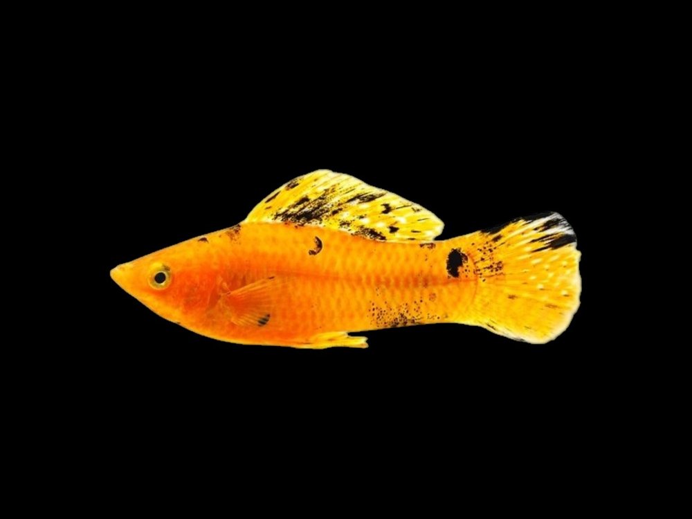 Gold Marble Molly