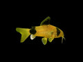 Gold Panda Corydoras