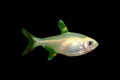 Gold Pristella Tetra