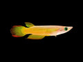 Gold Panchax