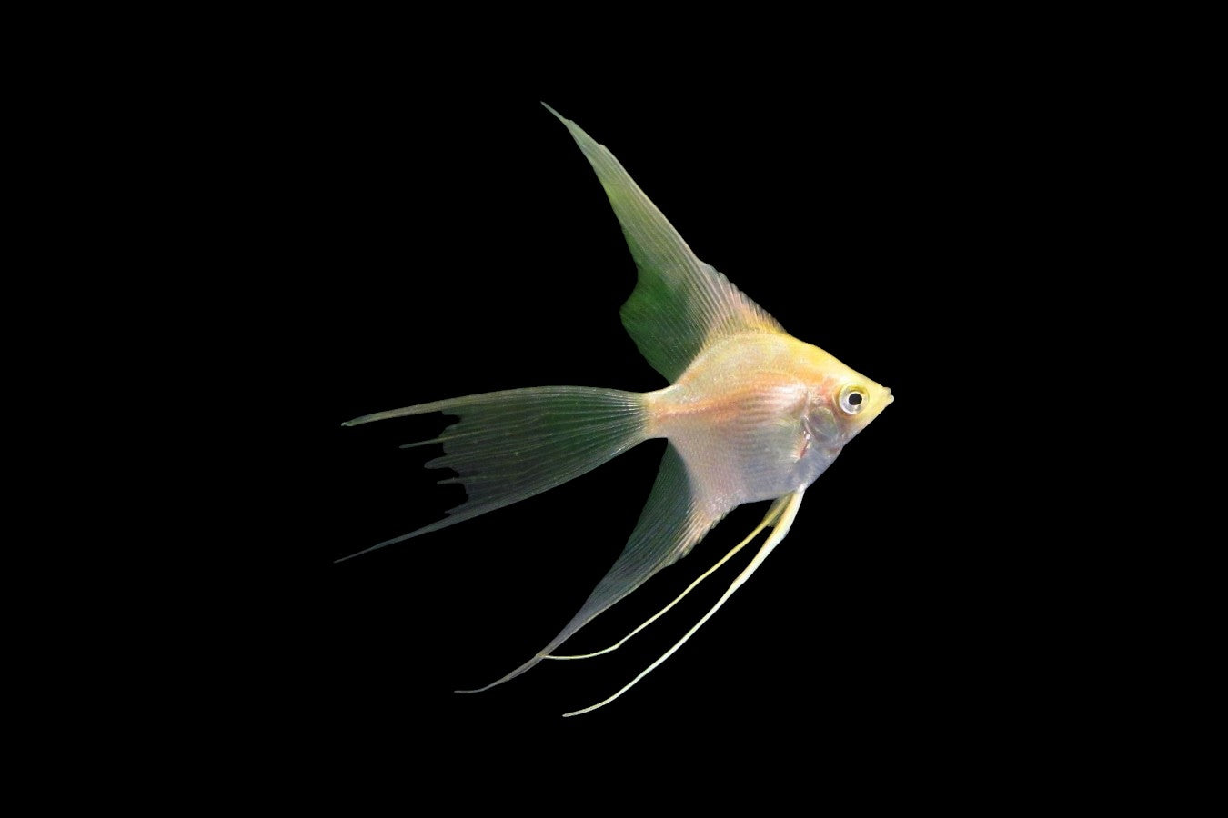 Gold Veiltail Angelfish